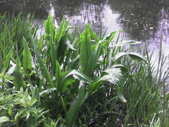 Rumex hydrolapathum