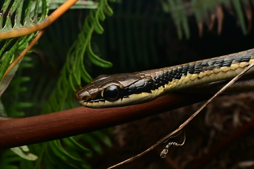 Dendrelaphis pictus observed 2026-10-22