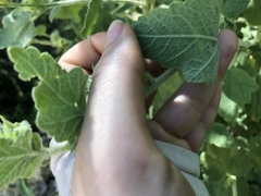 Malacothamnus aboriginum