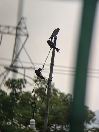 iNaturalist image
