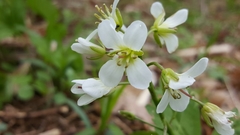 Cardamine diphylla