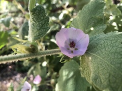 Malacothamnus aboriginum