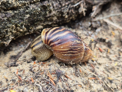 Achatina zebra observed 2026-10-22