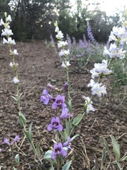 Penstemon pachyphyllus