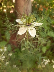 Nigella damascena