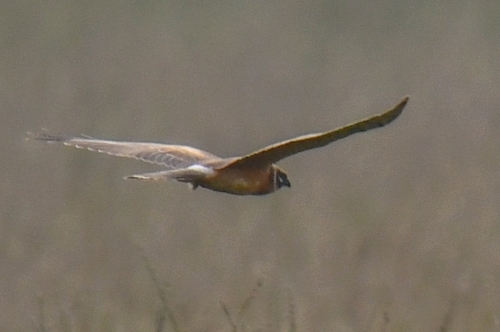 iNaturalist image