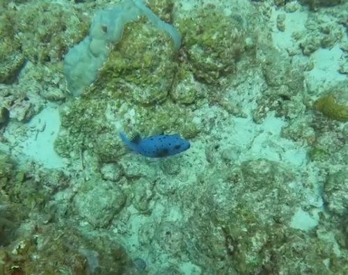 Arothron nigropunctatus observed 2026-10-22