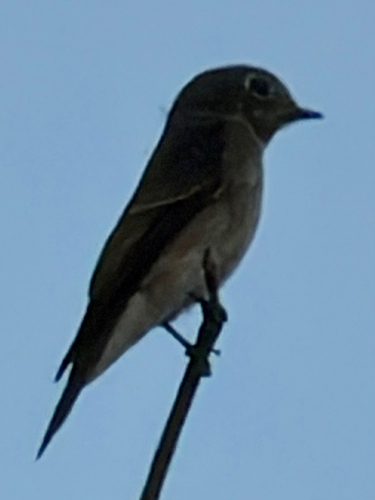 Muscicapa sibirica observed 2026-10-22
