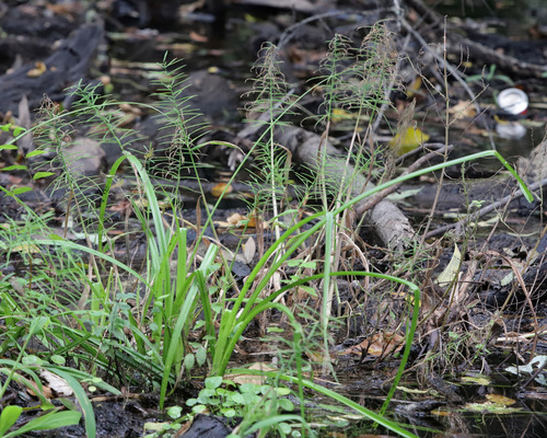 Paspalum repens observed 2026-10-19
