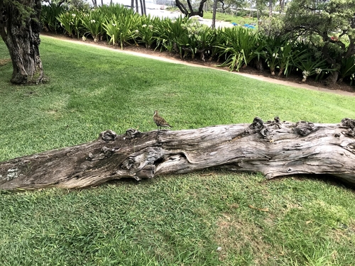 iNaturalist image