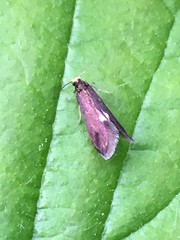 Psychoides filicivora