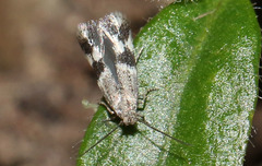Elachistidae