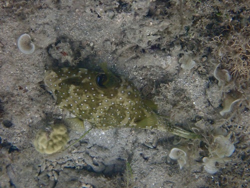 Arothron hispidus observed 2026-10-22