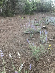 Penstemon pachyphyllus
