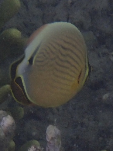 Chaetodon lunulatus observed 2026-10-22