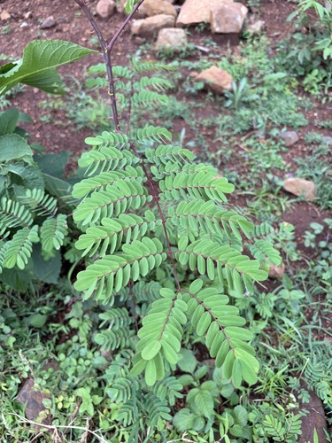 Biancaea decapetala observed 2026-10-11