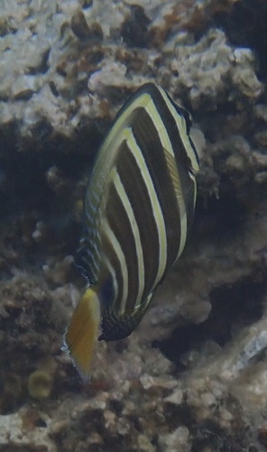 Zebrasoma veliferum observed 2026-10-22
