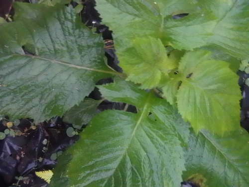 Crassocephalum crepidioides observed 2026-10-22