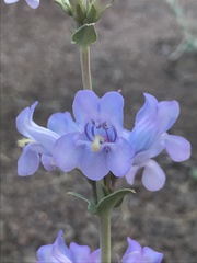 Penstemon pachyphyllus