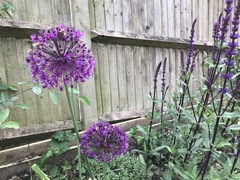 Allium giganteum