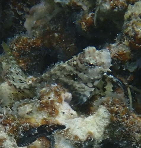 Salarias fasciatus observed 2026-10-22