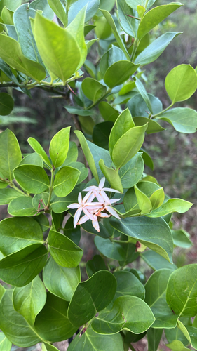 Carissa spinarum observed 2026-10-22