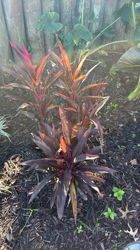 Cordyline fruticosa observed 2026-10-22