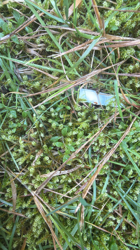 Rhytidiadelphus squarrosus observed 2026-10-22