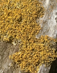 Polycauliona coralloides