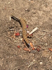 Elgaria multicarinata webbii