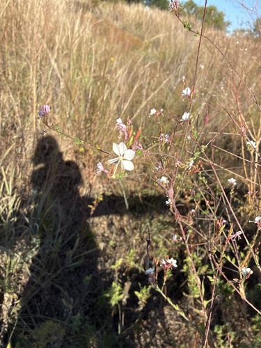 Oenothera filiformis, 2026-10-22