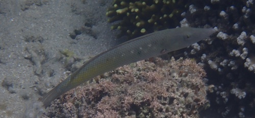 Cheilio inermis observed 2026-10-22
