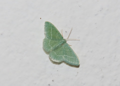 Phaiogramma etruscaria