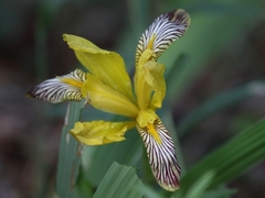 Iris variegata
