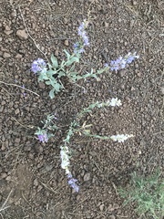 Penstemon pachyphyllus
