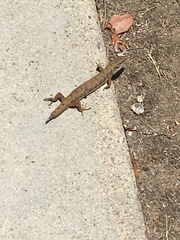 Elgaria multicarinata webbii