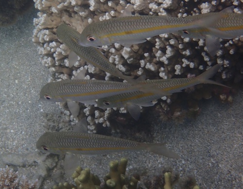 Mulloidichthys flavolineatus observed 2026-10-22