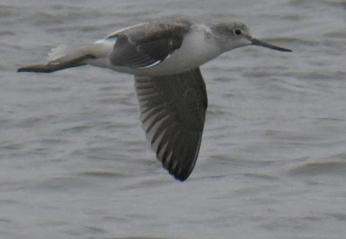 iNaturalist image