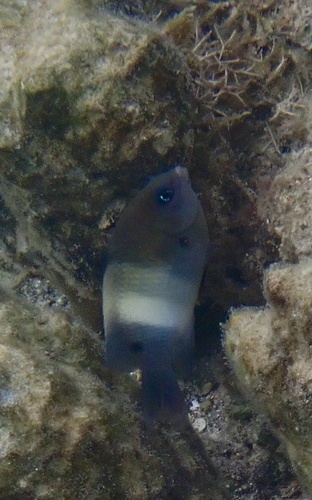 Stegastes albifasciatus observed 2026-10-22