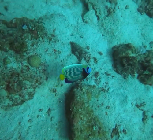 Pomacanthus imperator observed 2026-10-22