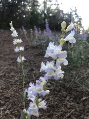 Penstemon pachyphyllus