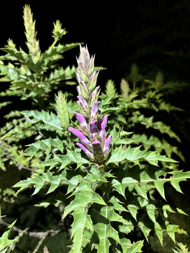 Acanthus pubescens, 2026-10-12