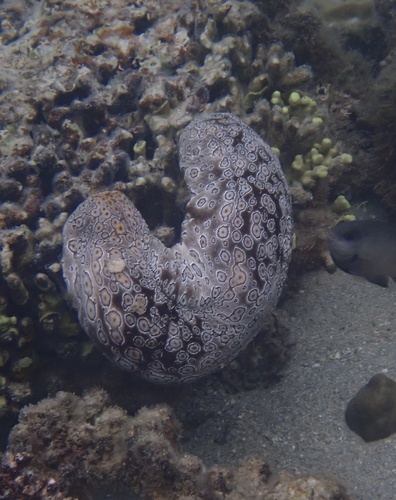 Bohadschia argus observed 2026-10-22