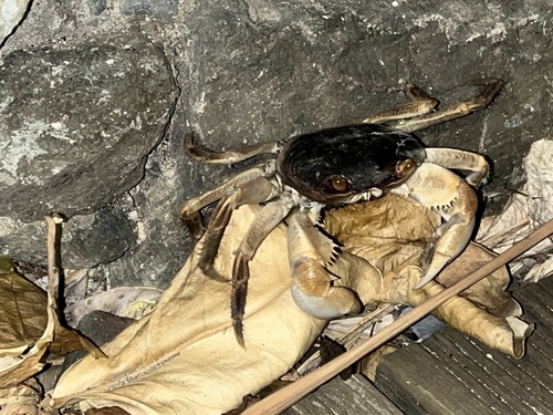Geograpsus grayi observed 2026-10-22