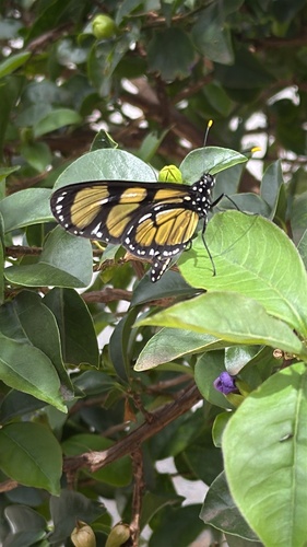 themisto amberwing