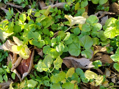 Cardamine amara, 2026-10-21