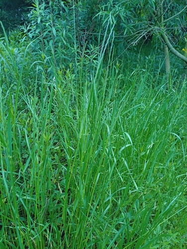 Lolium multiflorum observed 2026-10-22