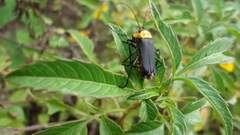 Chauliognathus corvinus