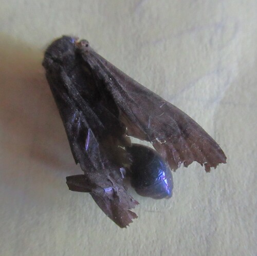 Chalybion californicum observed 2026-10-21