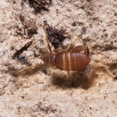 Myrmecophilus acervorum